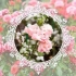 Ruže kvitnúce celú sezónu - popis najlepších odrôd (21 fotografií)